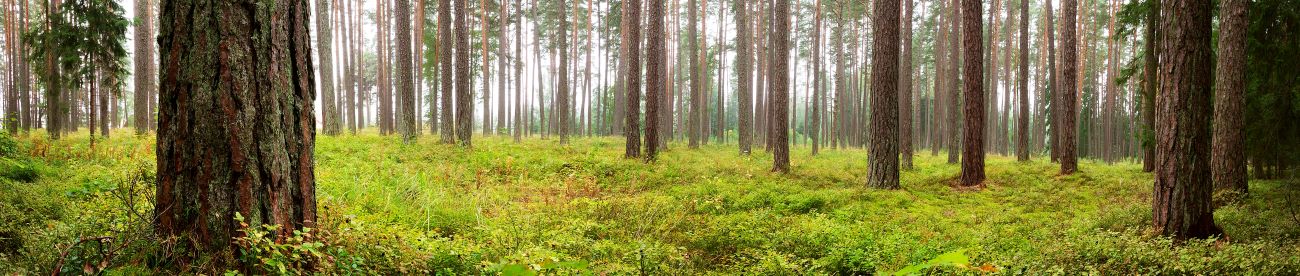 forest-view.jpg